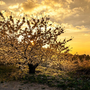 Cerezos en flor en Torres, Jaén (INSCRIPCIONES ABIERTAS)